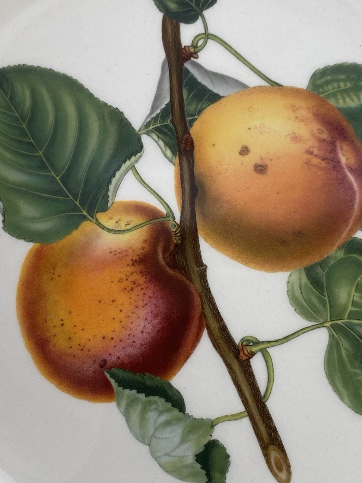 Pomona The Roman Apricot Dinner Plate By Portmeirion 10.5”