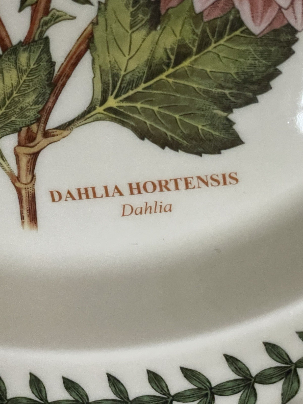 PORTMEIRION BOTANIC GARDEN FINE EARTHENWARE “DAHLIA “ DINNER PLATE 10,5”