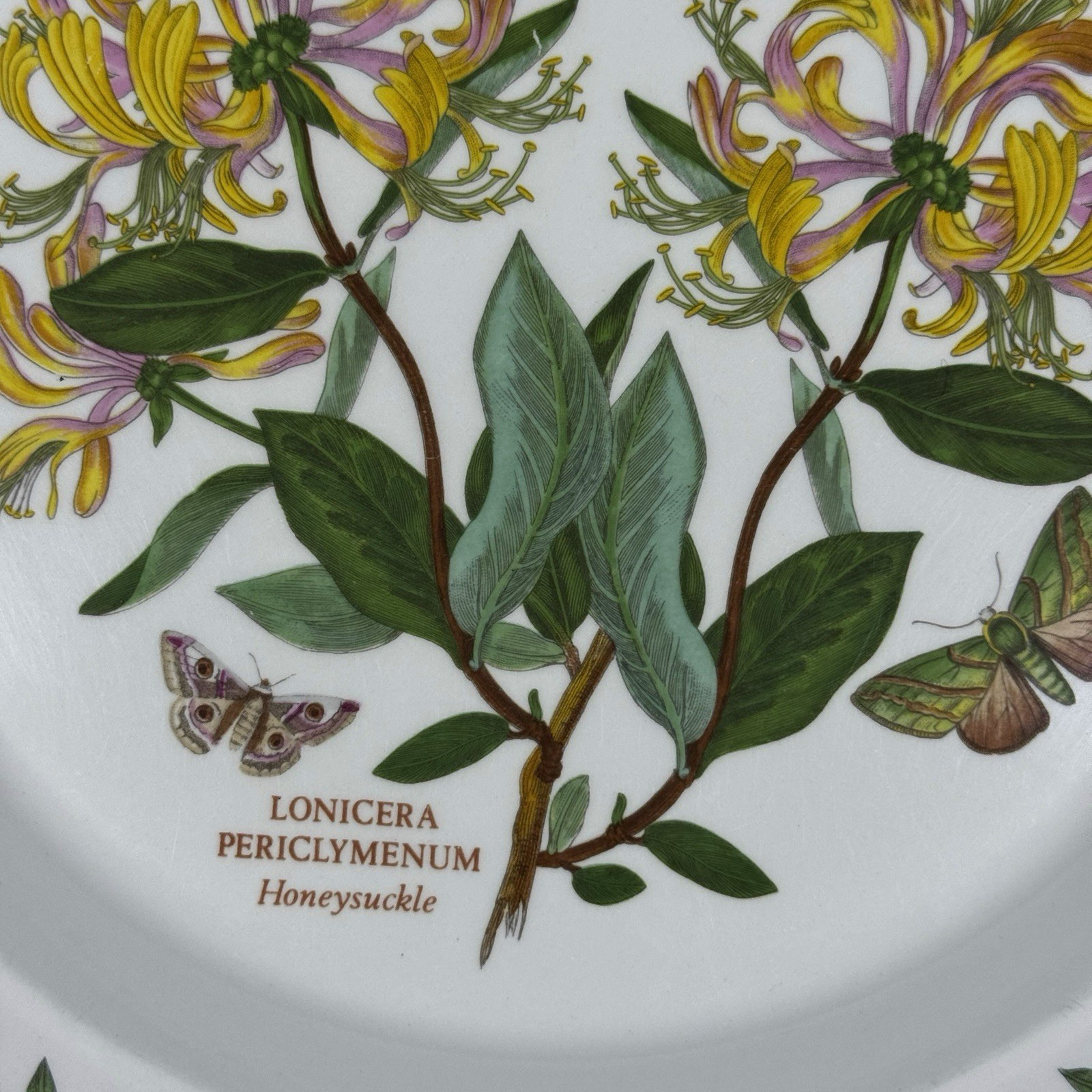 Vintage Portmeirion Botanic Garden Honeysuckle 10.5″ Dinner Plate England