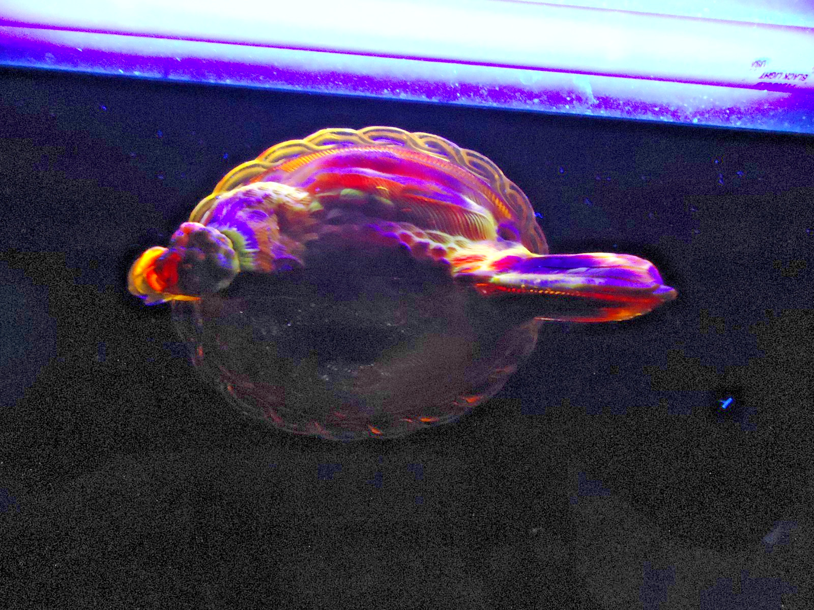 VINTAGE L.G. WRIGHT RUBY RED AMBERINA SPLIT TAIL HEN ON NEST Glows
