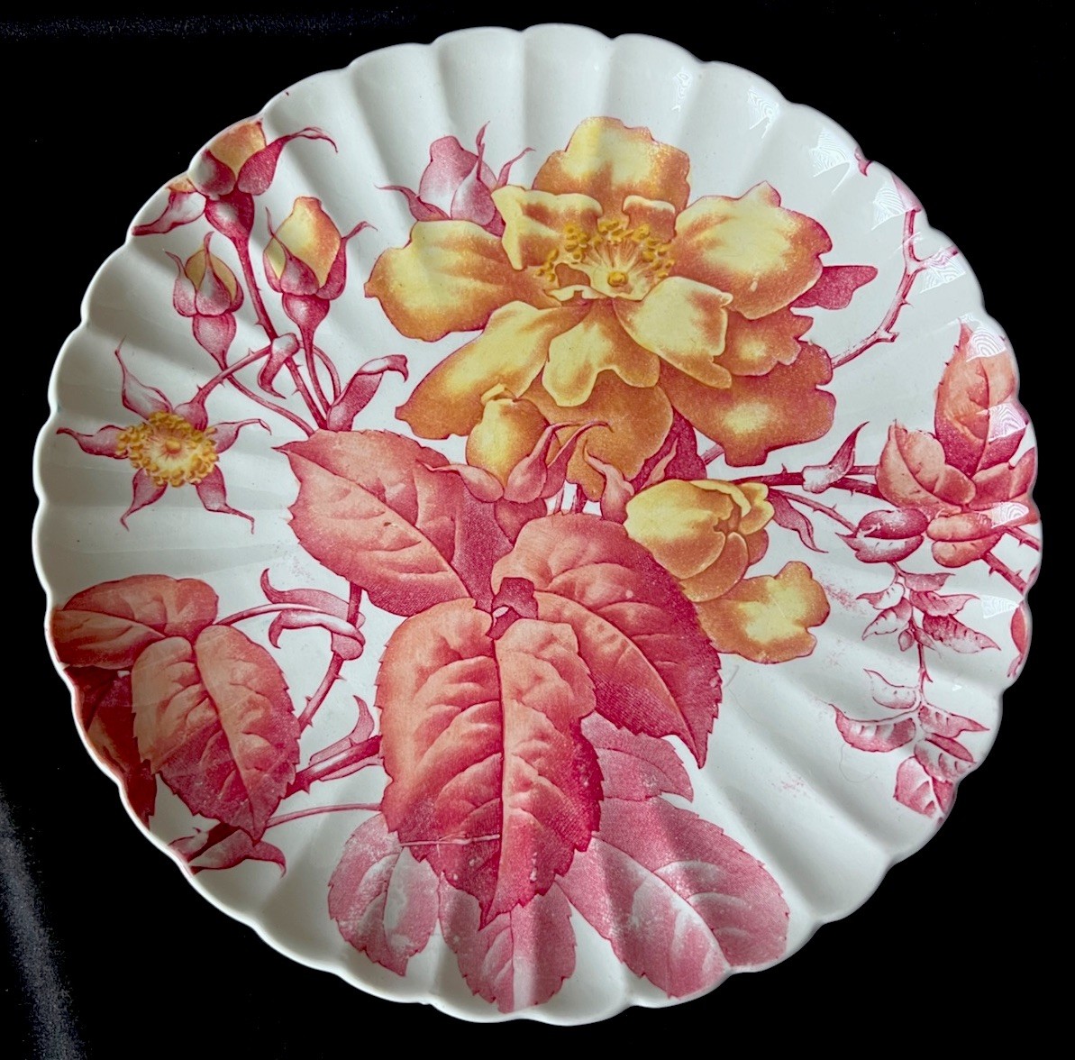 TC. Brown Westhead Moore And Company Scalloped Edge Botanical C.1880