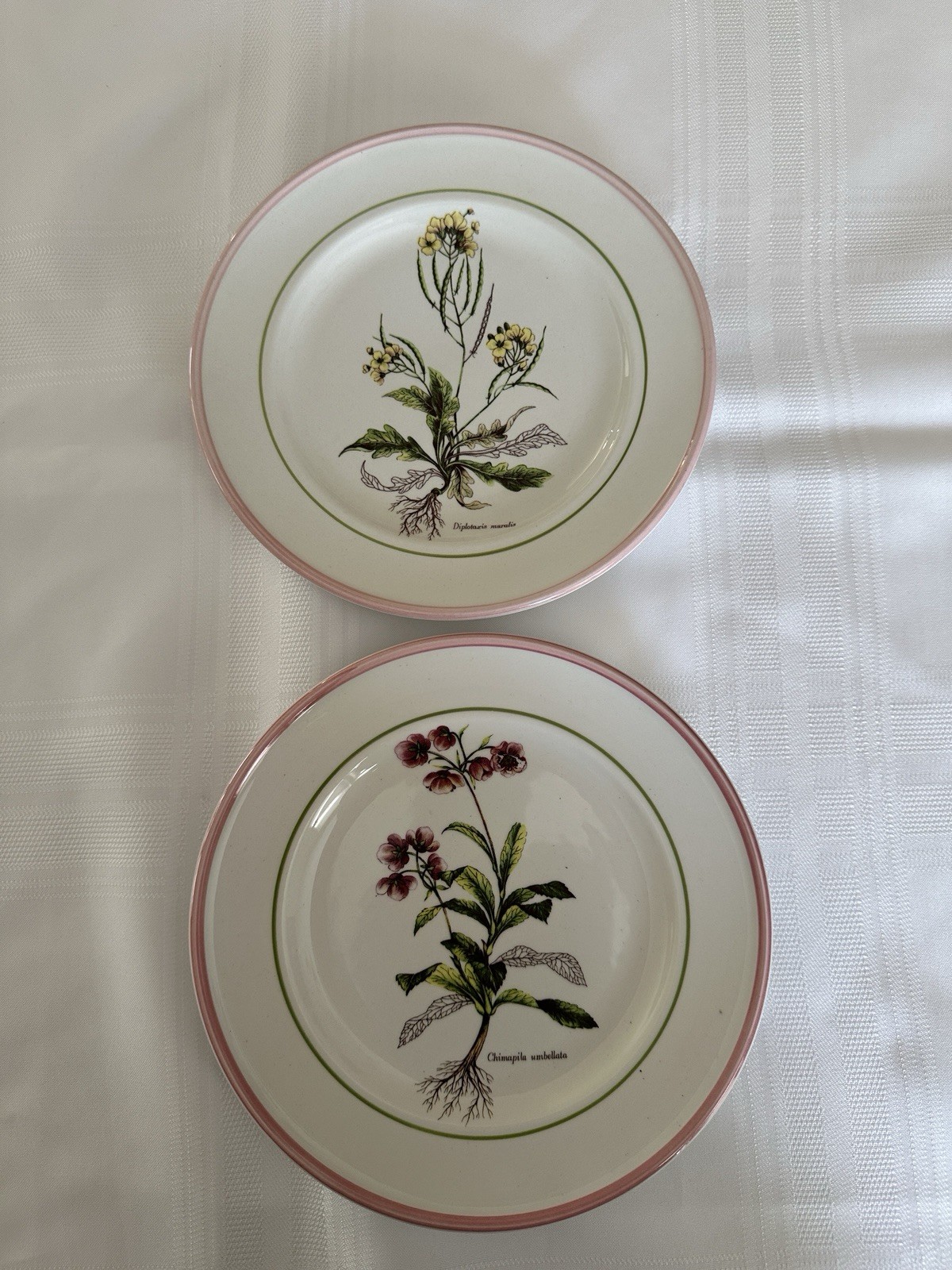 Vintage Collectible Botanical Design Plates By Primula Italy