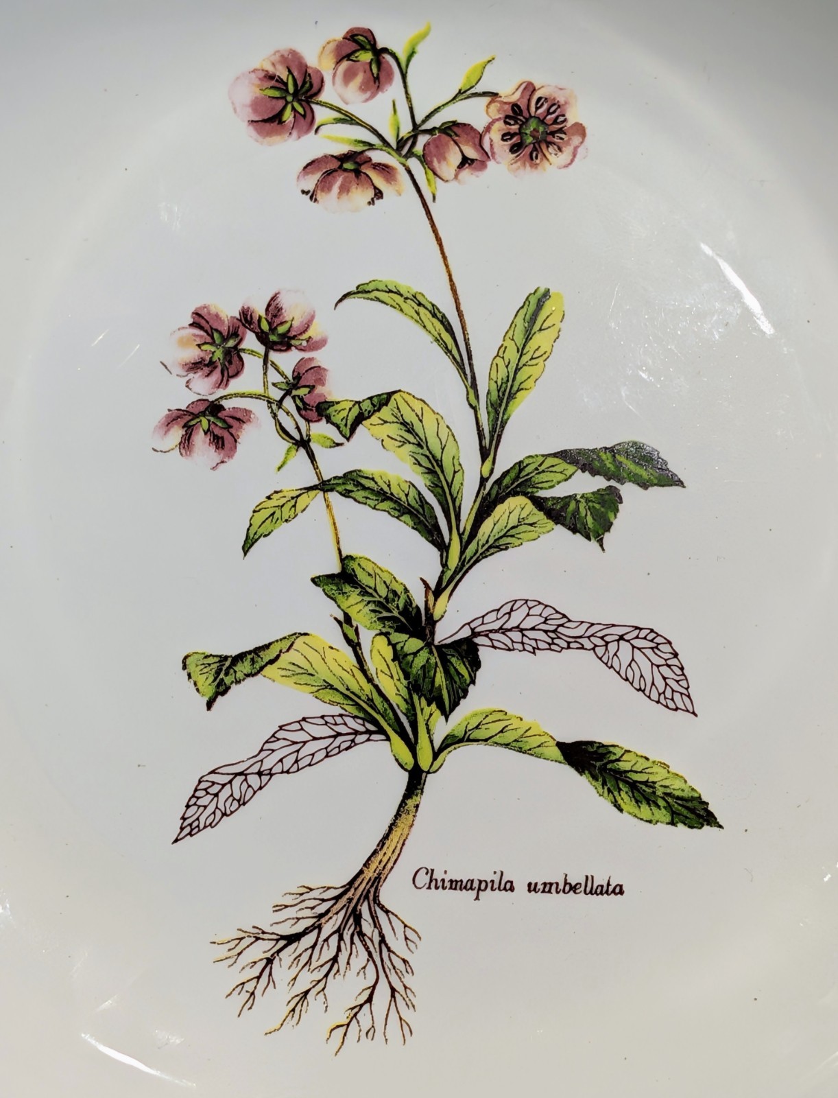 Primula Vintage Salad Plates Made in Italy Lot of 6 Botanical Floral 8″ Pink Rim