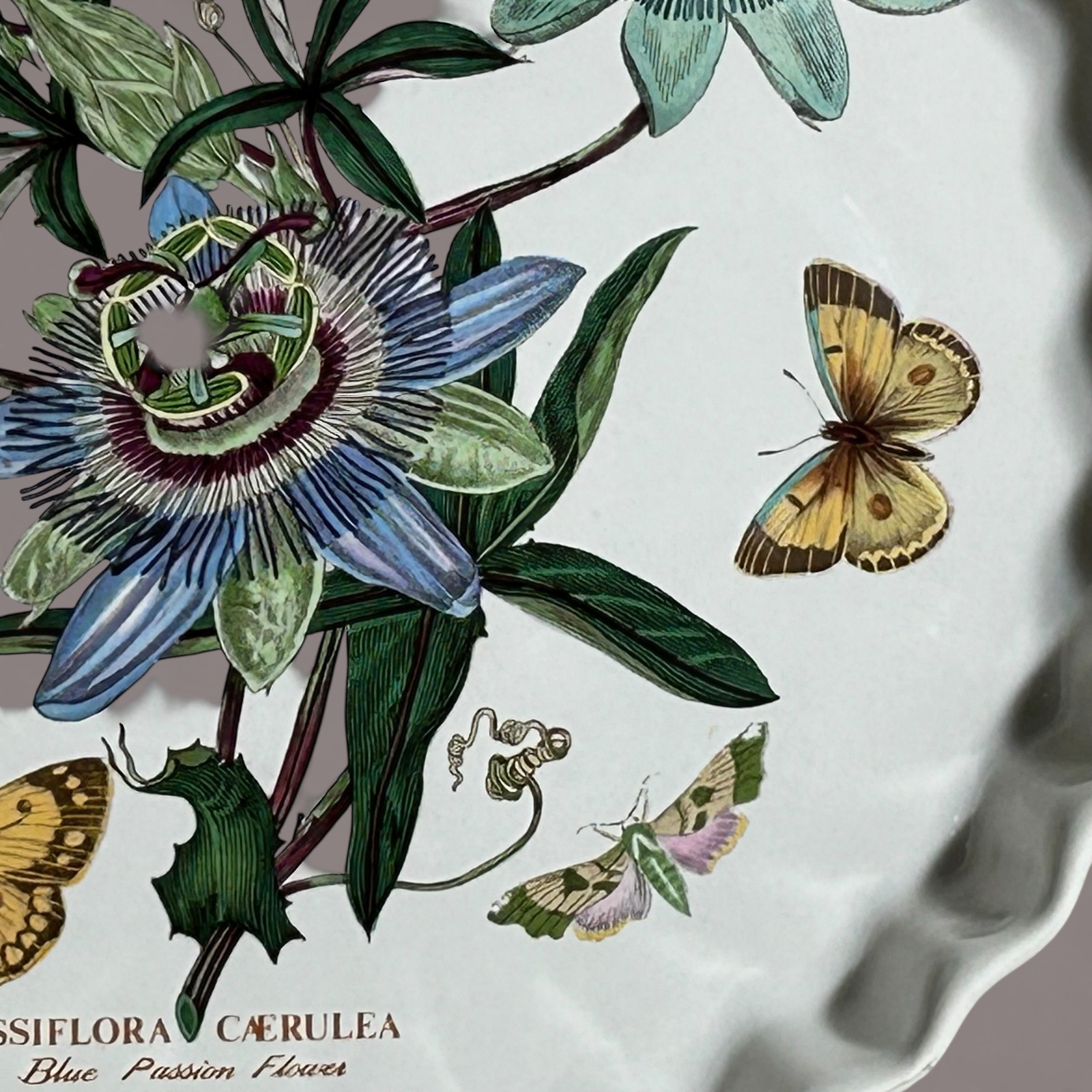 Portmeirion Botanic Garden Quiche Dish Passiflora Caerulea Blue Passion Flower