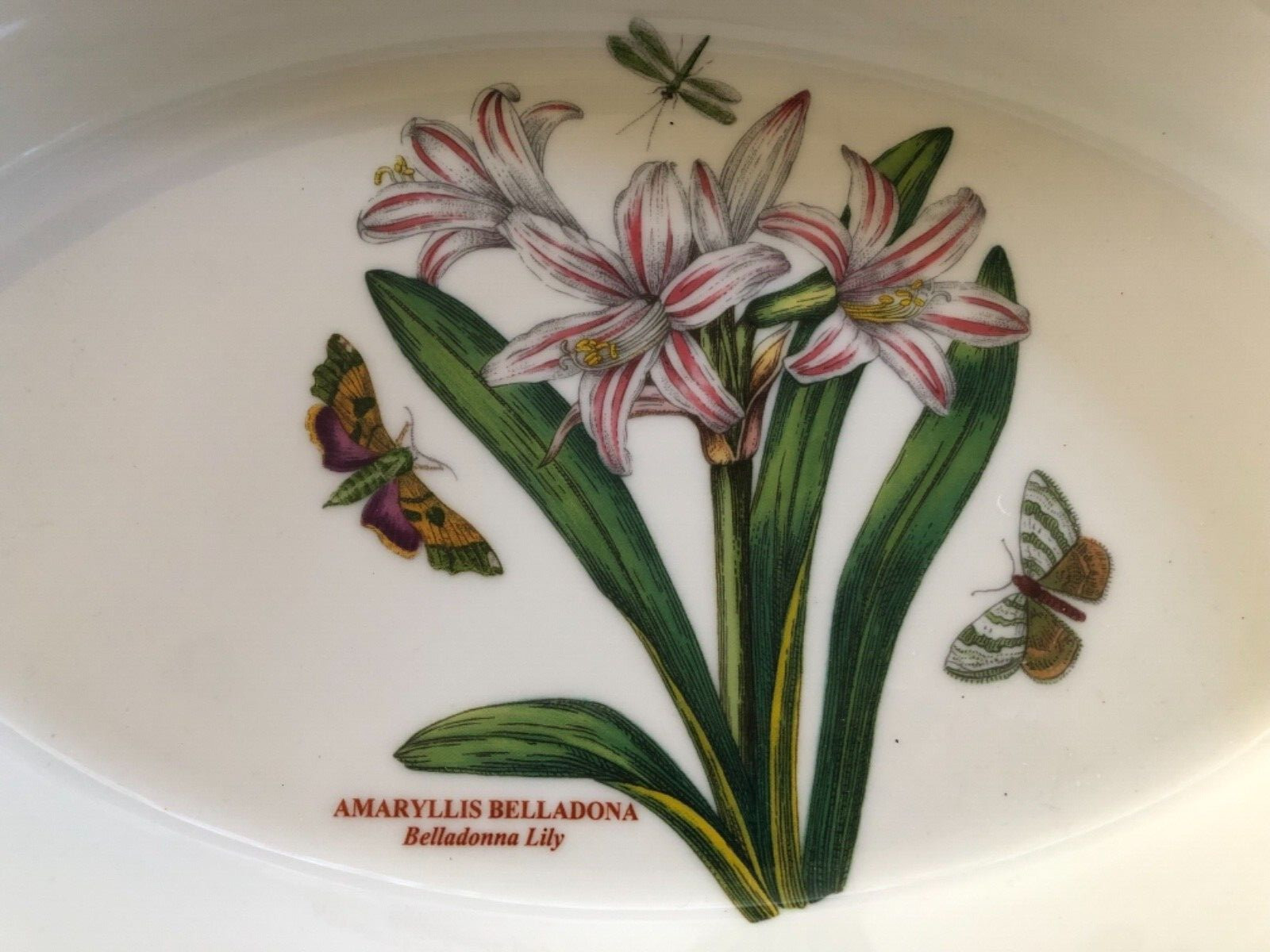 Portmeirion Botanic Garden AMARYLLIS BELLADONNA LILY 11″ Oval Baking Dish —NWT