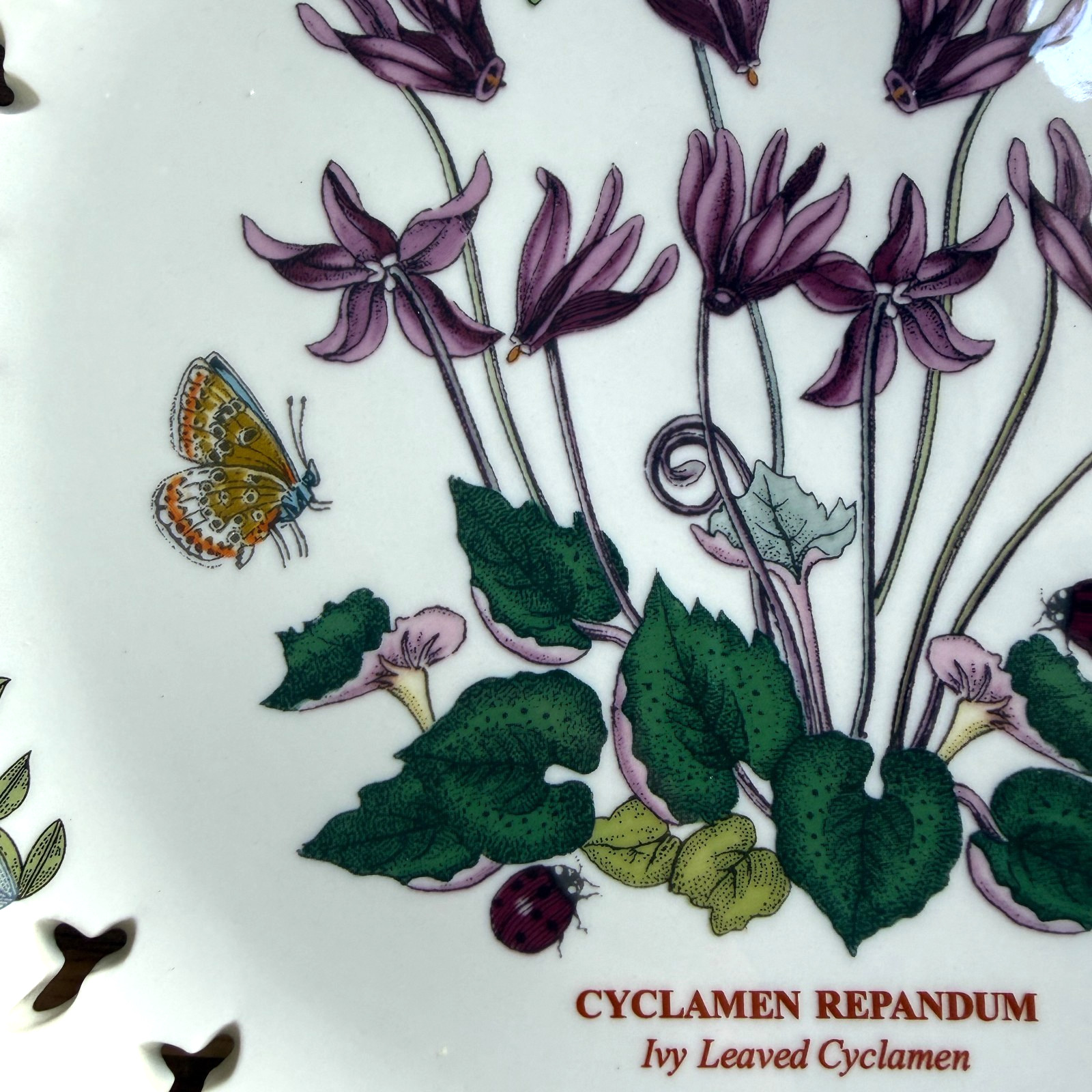 Botanic Garden by Portmeirion Rare Pierced Edge 8.5″ plate-Ivy Leaved Cyclamen