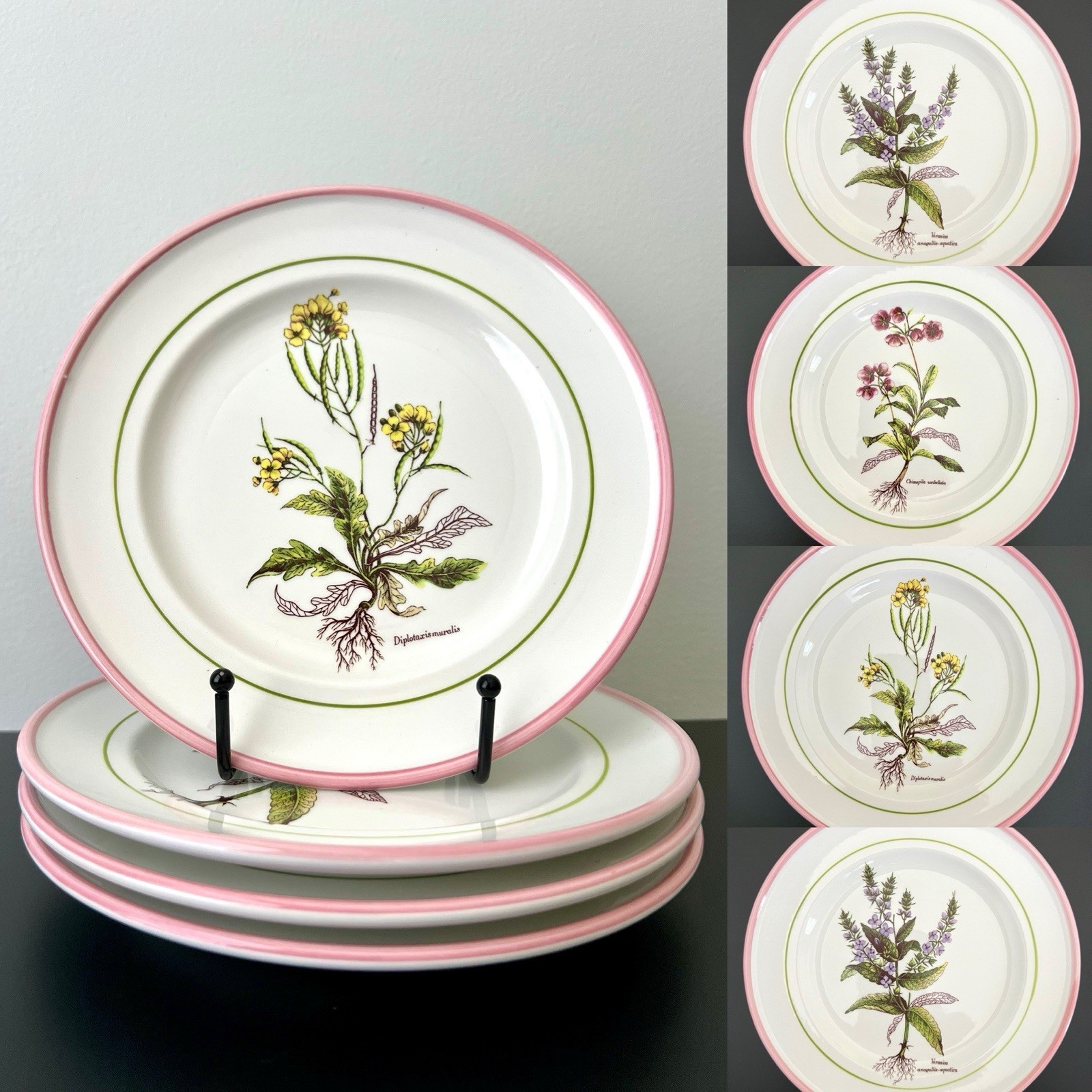 Vintage Botanical Plates 8″ Italy La Primula Hand-Painted Salad Plate Pink Rim