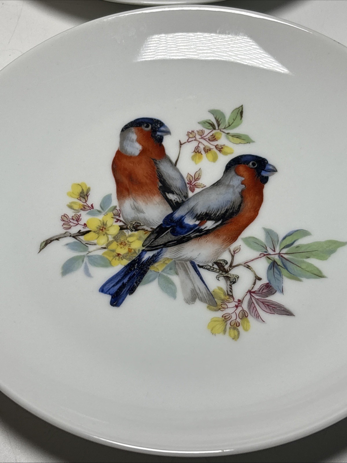 6 Vintage Hand Painted Bird & Floral Porcelain 7 3/4Wall Plates Kaiser W Germany