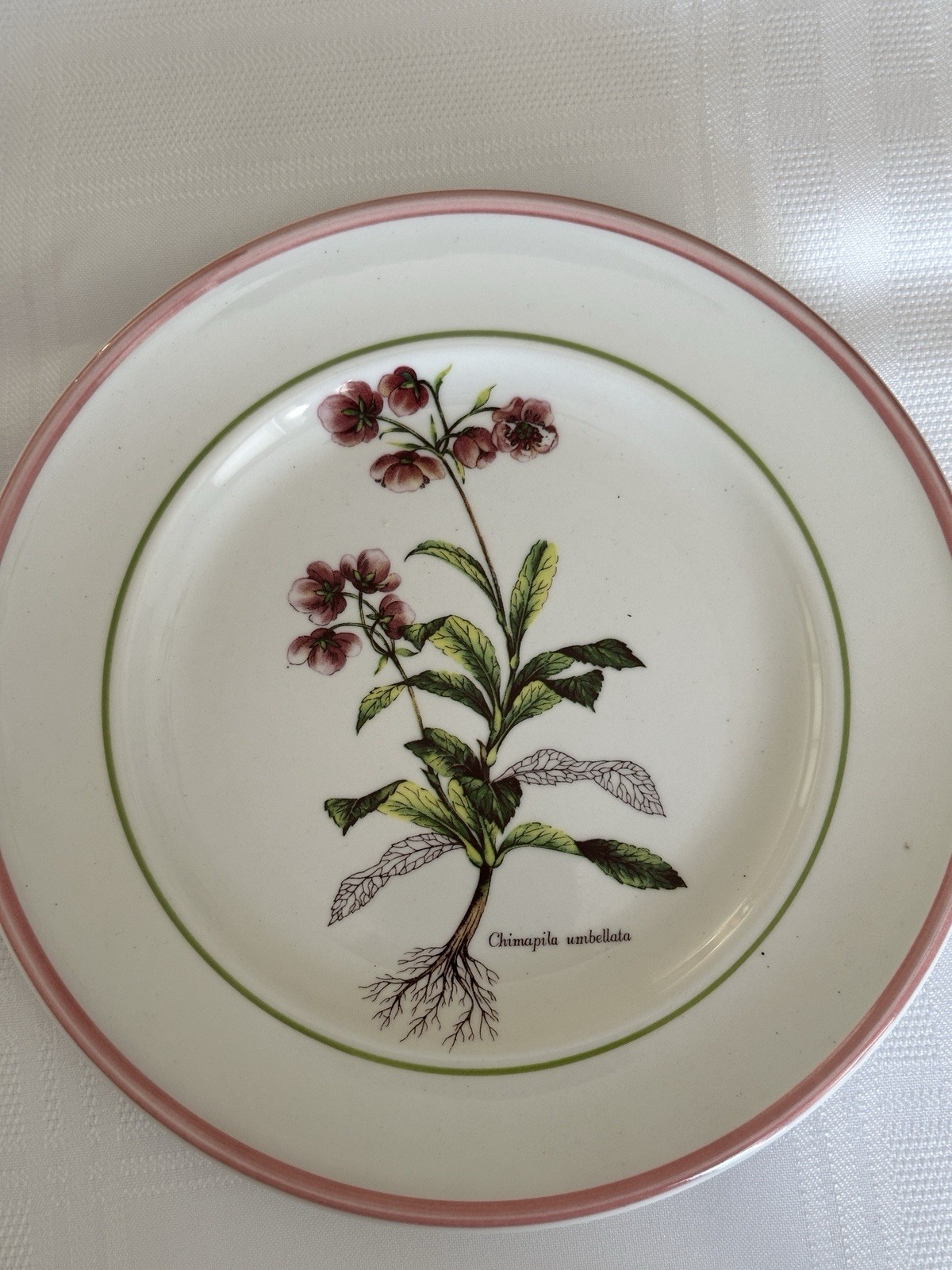 Vintage Collectible Botanical Design Plates By Primula Italy