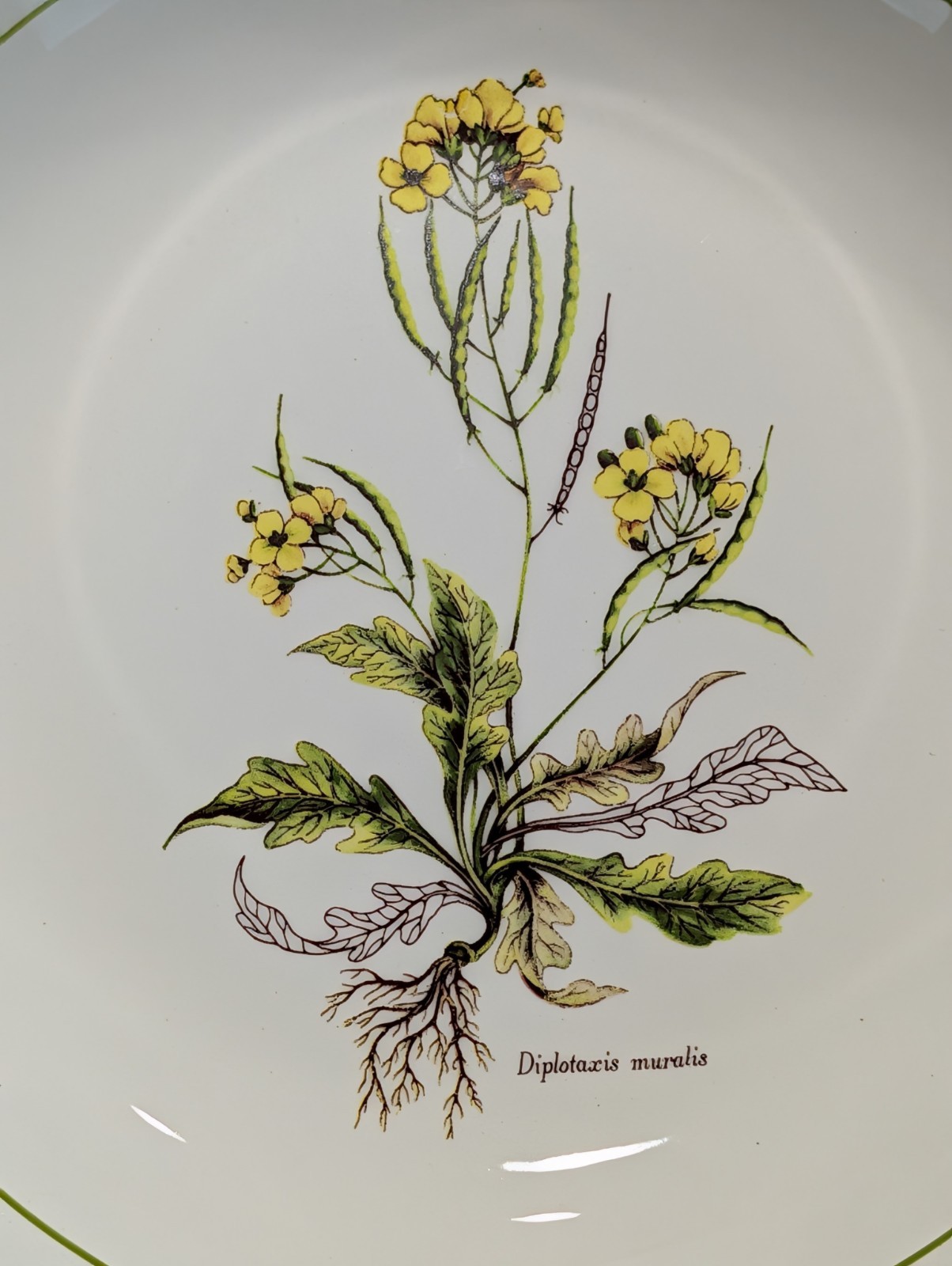 Primula Vintage Salad Plates Made in Italy Lot of 6 Botanical Floral 8″ Pink Rim