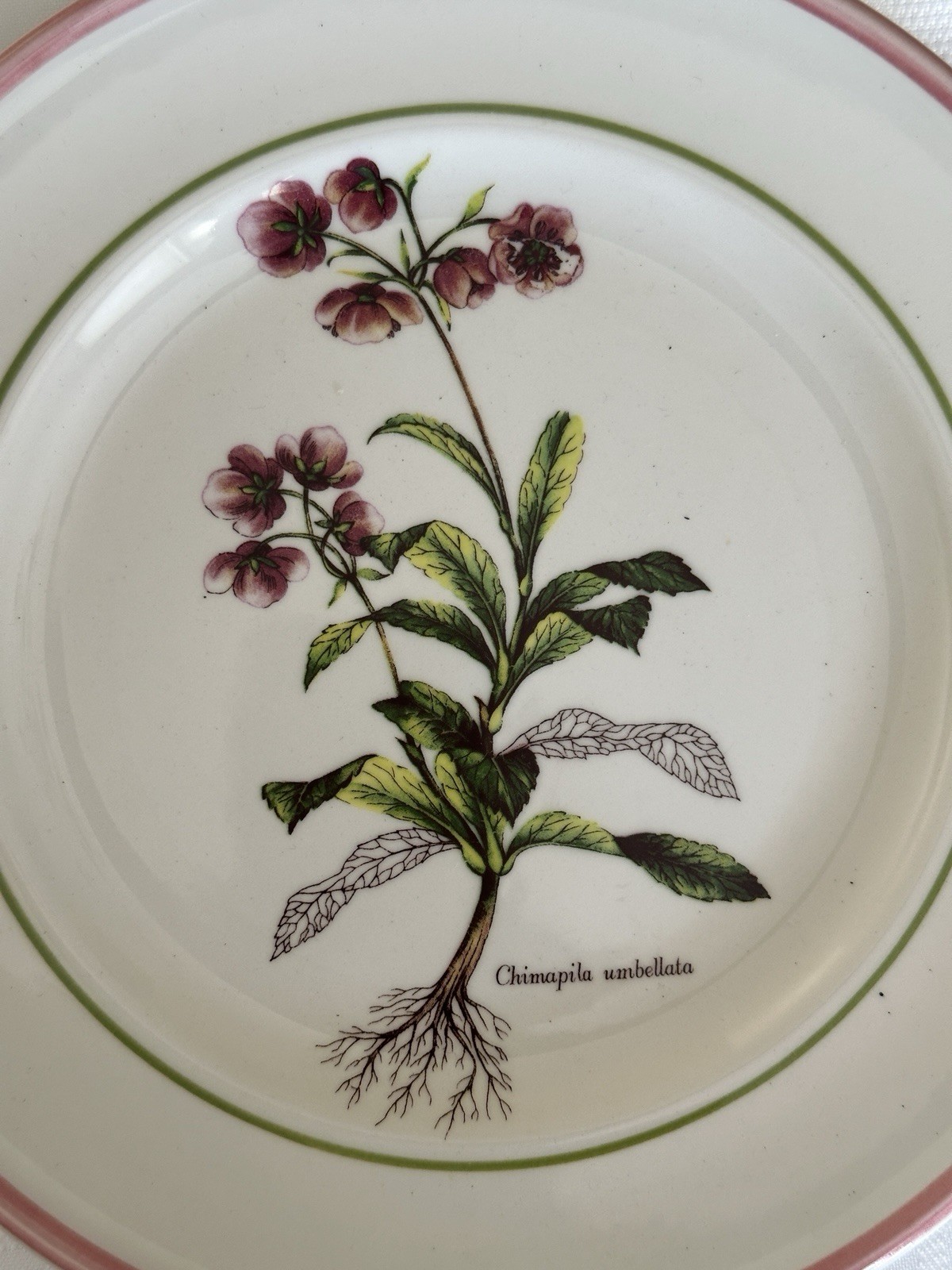 Vintage Collectible Botanical Design Plates By Primula Italy