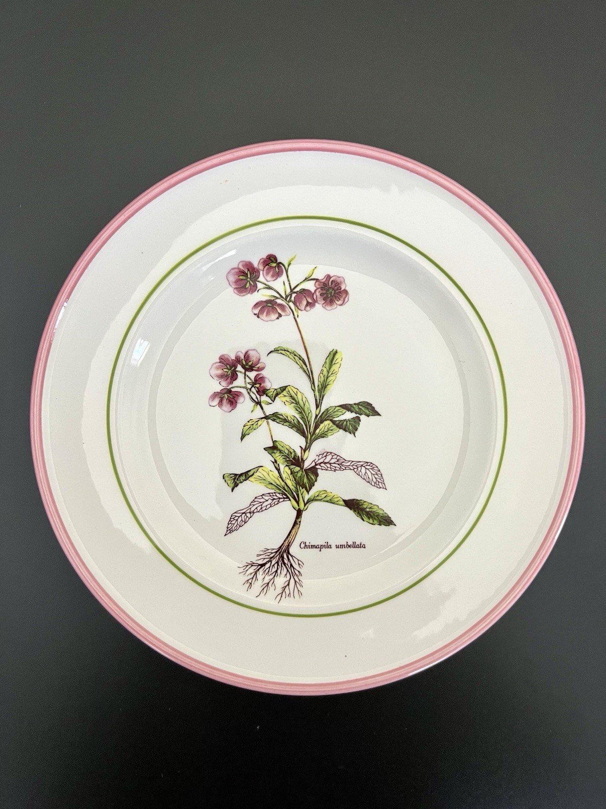 Vintage Botanical Plates 8″ Italy La Primula Hand-Painted Salad Plate Pink Rim