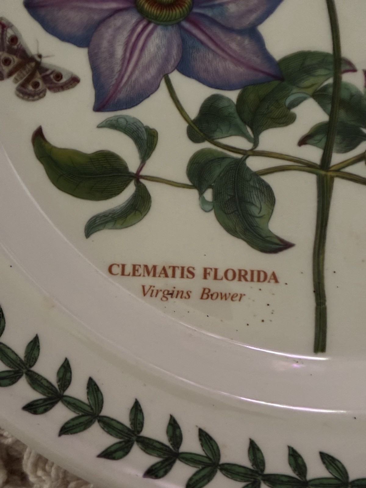 Portmeirion Botanic Garden 10.5” Dinner Plate Clematis Florida/ Virgin Bower