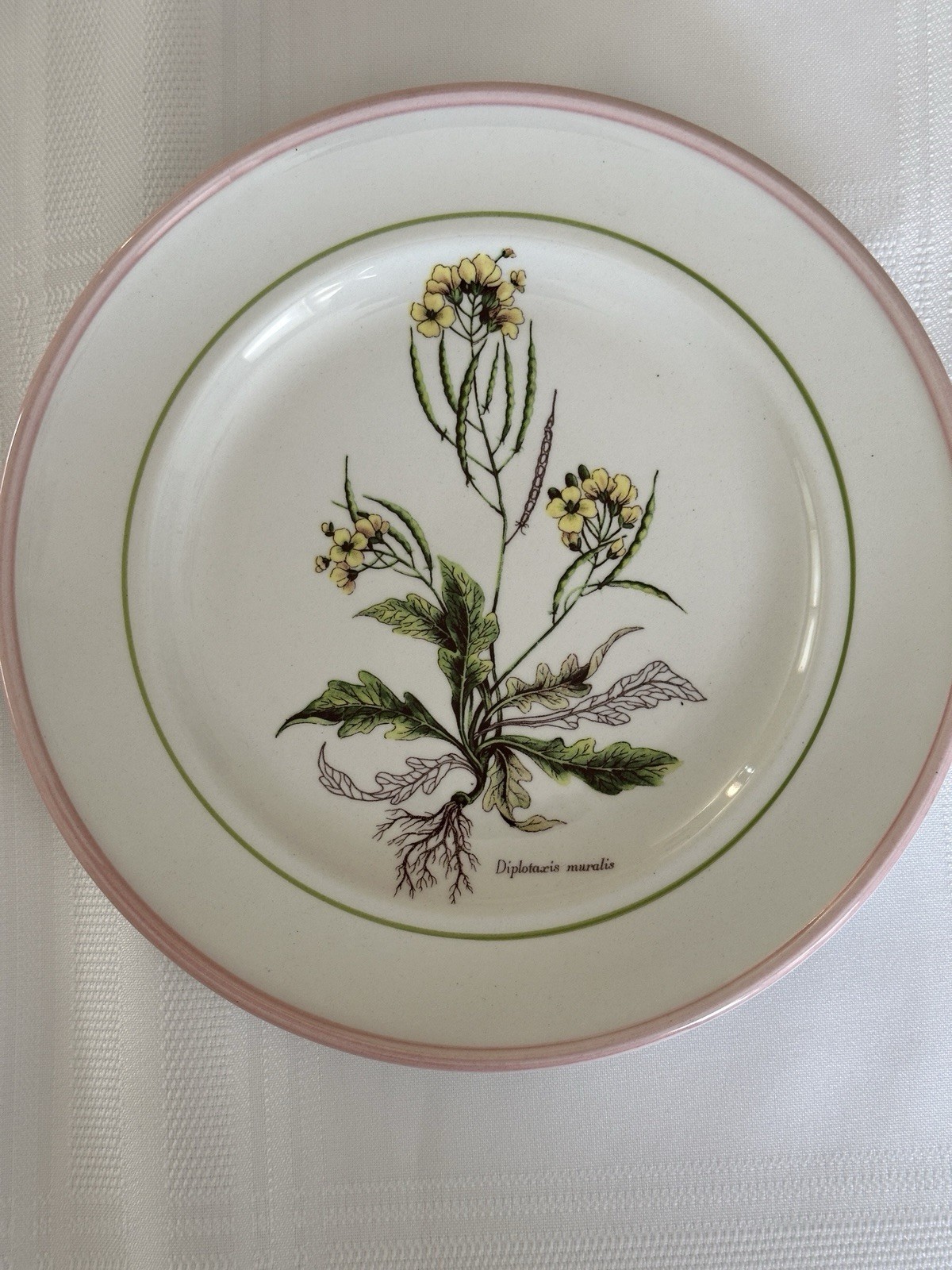 Vintage Collectible Botanical Design Plates By Primula Italy