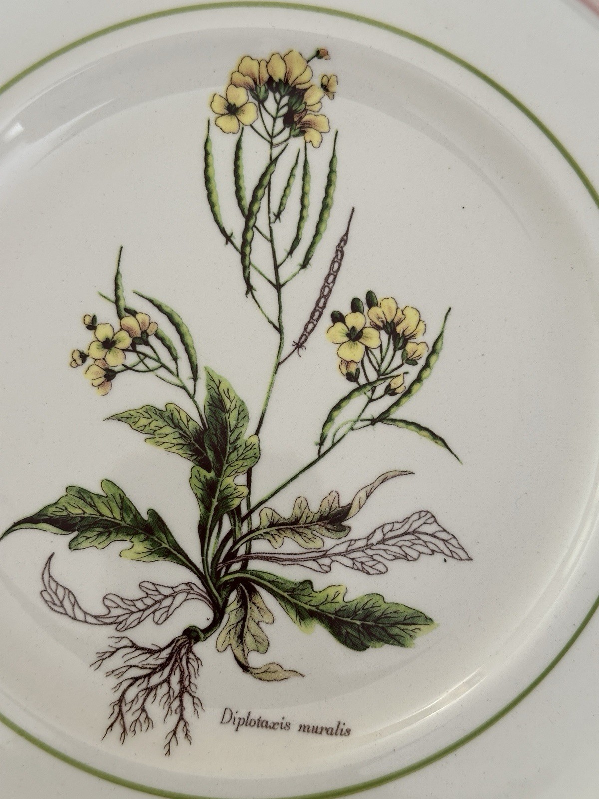 Vintage Collectible Botanical Design Plates By Primula Italy